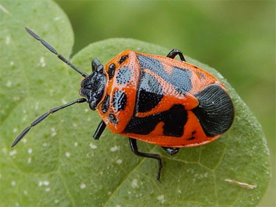 Eurydema dominulus