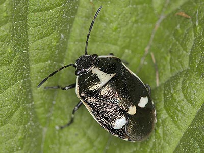 Eurydema oleracea