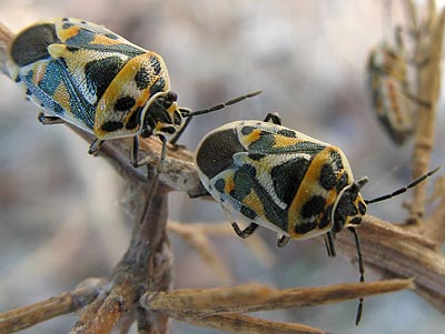 Eurydema ornatum