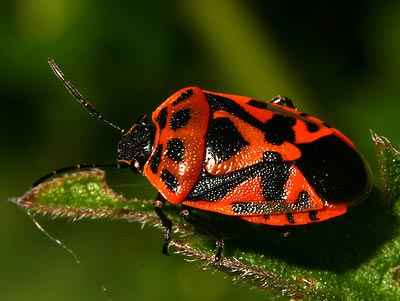 Eurydema ornata