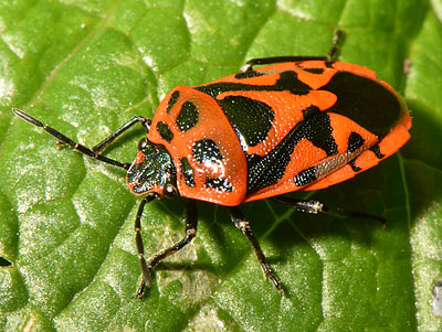 Eurydema ornata