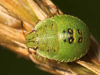 Palomena prasina Green Shieldbug