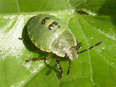 Palomena prasina Green Shieldbug