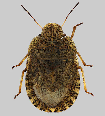 Sciocoris homalonotus