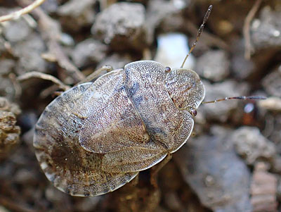 Sciocoris homalonotus