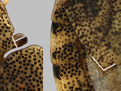 Sciocoris homalonotus