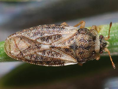 Parapiesma maculatum