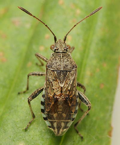 Stictopleurus punctatonervosus