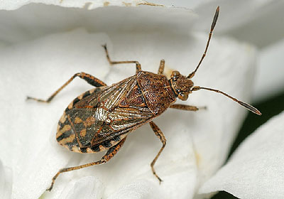 Stictopleurus punctatonervosus