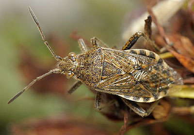 Stictopleurus punctatonervosus