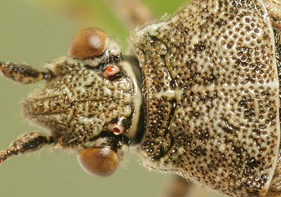 Stictopleurus punctatonervosus