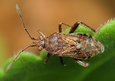 Stictopleurus punctatonervosus