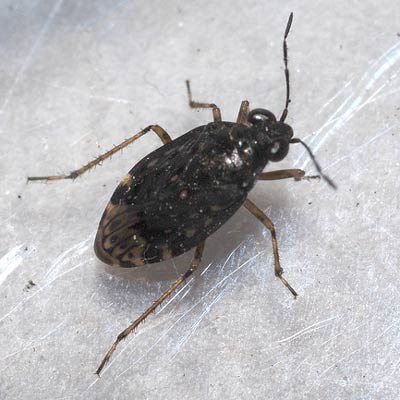 Saldula orthochila male