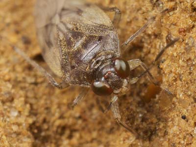 Saldula pallipes