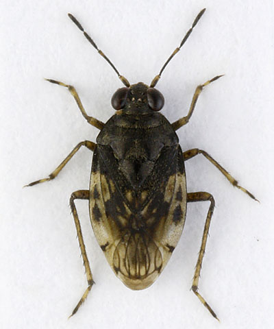 Saldula pallipes