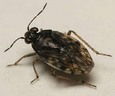 Saldula palustris