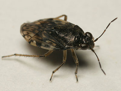 Saldula palustris