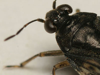 Saldula saltatoria