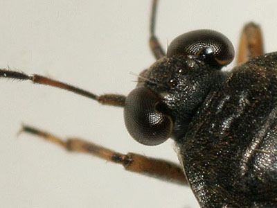 Saldula saltatoria