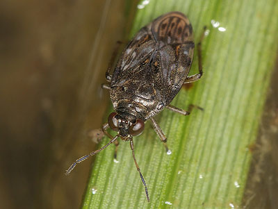 Saldula saltatoria