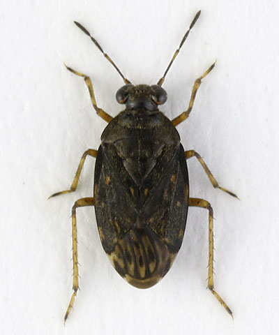 Saldula saltatoria