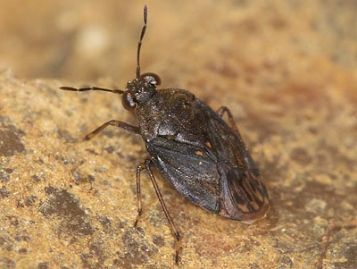 Saldula saltatoria