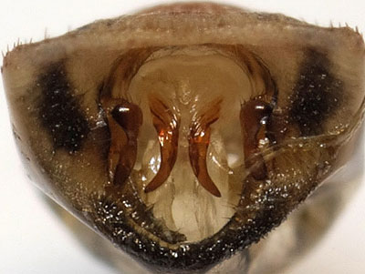 Eurygaster maura male