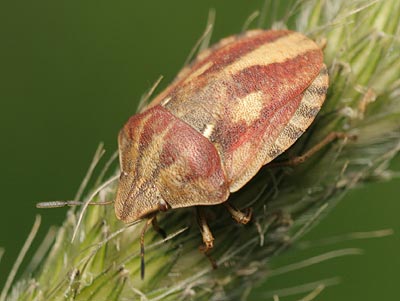 Eurygaster testudinaria