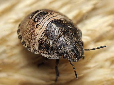 Eurygaster testudinaria nymph