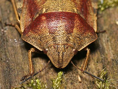 Eurygaster testudinaria