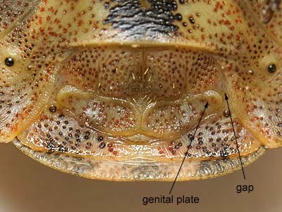 Eurygaster testudinaria female