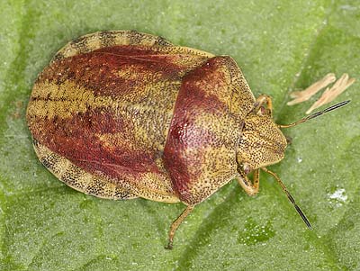 Eurygaster testudinaria