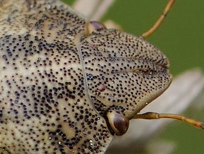 Eurygaster testudinaria detail of head