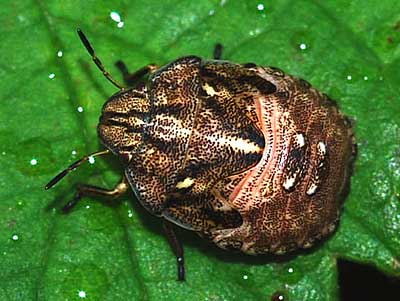 Eurygaster testudinaria nymph