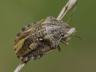 Eurygaster testudinaria