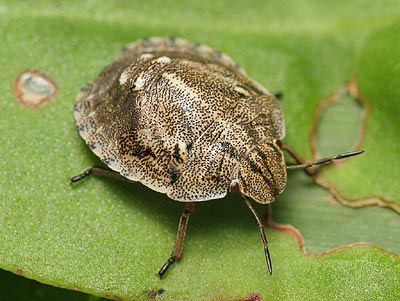 Eurygaster testudinaria nymph