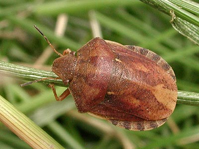 Eurygaster testudinaria