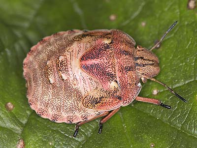 Eurygaster testudinaria nymph