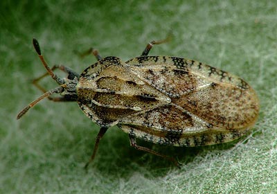 Tingis cardui Spear Thistle Lacebug