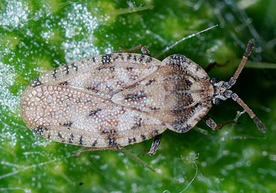 Tingis cardui Spear Thistle Lacebug