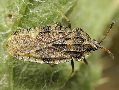 Tingis cardui Spear Thistle Lacebug