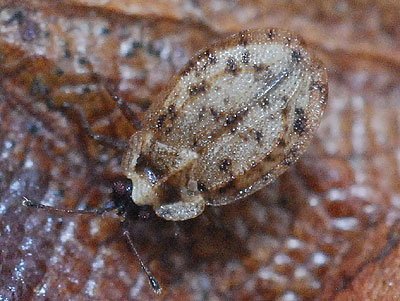 Acalypta brunnea