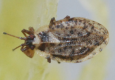 Acalypta brunnea