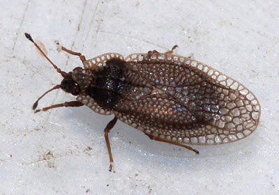 Acalypta parvula