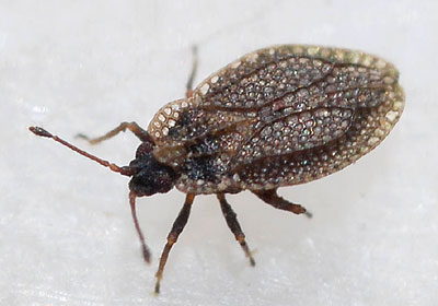 Acalypta parvula