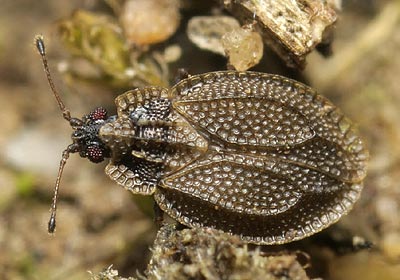 Acalypta parvula