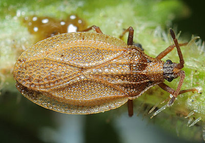 Catoplatus fabricii