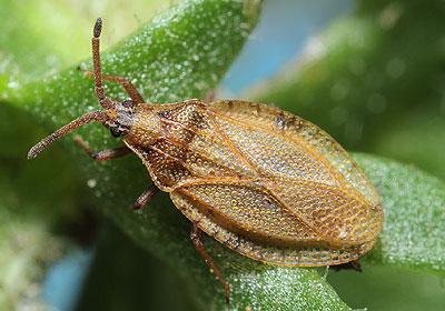 Catoplatus fabricii