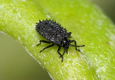 Dictyla convergens nymph
