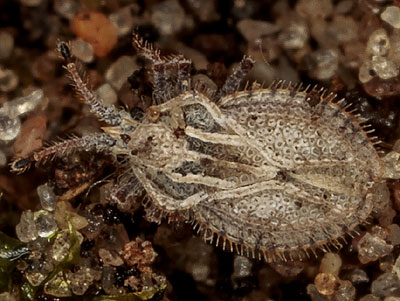 Lasiacantha capucina